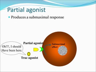 Partial agonist
 Produces a submaximal response
True agonist
Partial agonist
Oh!!!, I should
Have been here
Submaximal
effect
 