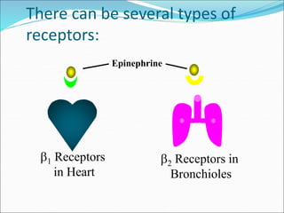 There can be several types of
receptors:
1 Receptors
in Heart
2 Receptors in
Bronchioles
Epinephrine
 