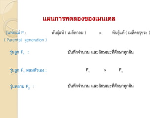 แผนการทดลองของเมนเดล
รุ่นพ่อแม่ P :
( Parental generation )
พันธุ์แท้ ( เมล็ดกลม ) × พันธุ์แท้ ( เมล็ดขรุขระ )
รุ่นลูก F1 : บันทึกจานวน และลักษณะที่ศึกษาทุกต้น
รุ่นลูก F1 ผสมตัวเอง : F1 × F1
รุ่นหลาน F2 : บันทึกจานวน และลักษณะที่ศึกษาทุกต้น
 
