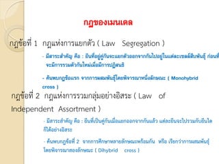 กฎของเมนเดล
กฎข้อที่ 1 กฎแห่งการแยกตัว ( Law Segregation )
กฎข้อที่ 2 กฎแห่งการรวมกลุ่มอย่างอิสระ ( Law of
Independent Assortment )
- ค้นพบกฎข้อแรก จากการผสมพันธุ์โดยพิจารณาหนึ่งลักษณะ ( Monohybrid
cross )
- ค้นพบกฎข้อที่ 2 จากการศึกษาหลายลักษณะพร้อมกัน หรือ เรียกว่าการผสมพันธุ์
โดยพิจารณาสองลักษณะ ( Dihybrid cross )
- มีสาระสาคัญ คือ : ยีนที่อยู่คู่กันจะแยกตัวออกจากกันไปอยู่ในแต่ละเซลล์สืบพันธุ์ ก่อนท
จะมีการรวมตัวกันใหม่เมื่อมีการปฏิสนธิ
- มีสาระสาคัญ คือ : ยีนที่เป็นคู่กันเมื่อแยกออกจากกันแล้ว แต่ละยีนจะไปรวมกับยีนใด
ก็ได้อย่างอิสระ
 