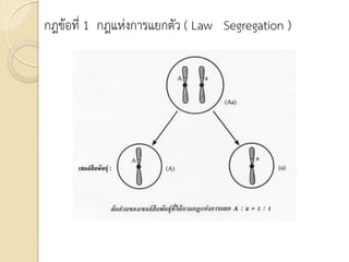 กฎข้อที่ 1 กฎแห่งการแยกตัว ( Law Segregation )
 