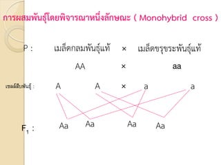 การผสมพันธุ์โดยพิจารณาหนึ่งลักษณะ ( Monohybrid cross )
P : เมล็ดกลมพันธุ์แท้ × เมล็ดขรุขระพันธุ์แท้
AA × aa
A A × a a
F1 : Aa Aa Aa Aa
เซลล์สืบพันธุ์ :
 