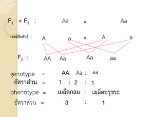 F1 × F1 : Aa × Aa
A a A a
×
AA Aa Aa aa
F2 :
genotype = AA: Aa : aa
อัตราส่วน = 1 : 2 1
:
phenotype = เมล็ดกลม : เมล็ดขรุขระ
อัตราส่วน = 3 : 1
เซลล์สืบพันธุ์ :
 