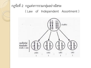 กฎข้อที่ 2 กฎแห่งการรวมกลุ่มอย่างอิสระ
( Law of Independent Assortment )
 