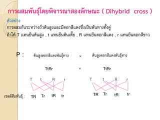 การผสมพันธุ์โดยพิจารณาสองลักษณะ ( Dihybrid cross )
ตัวอย่าง
การผสมกันระหว่างถั่วต้นสูงและมีดอกสีแดงซึ่งเป็นพันทางทั้งคู่
ถ้าให้ T แทนยีนต้นสูง , t แทนยีนต้นเตี้ย , R แทนยีนดอกสีแดง , r แทนยีนดอกสีขาว
P : ต้นสูงดอกสีแดงพันธุ์ทาง × ต้นสูงดอกสีแดงพันธุ์ทาง
TtRr × TtRr
T t R r T t R r
TR Tr tR tr TR Tr tR tr
เซลล์สืบพันธุ์ :
 