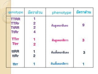 genotype อัตราส่วน phenotype อัตราส่วน
TTRR
TTRr
TtRR
TtRr
1
2
2
4
TTrr
Ttrr
1
2
ttRR
ttRr
1
2
ttrr 1
ต้นสูงดอกสีแดง
ต้นสูงดอกสีขาว
ต้นเตี้ยดอกสีแดง
ต้นเตี้ยดอกสีขาว
9
3
3
1
 