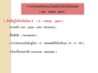 การถ่ายทอดลักษณะโดยยีนในโครโมโซมเพศ
( sex linked gene )
1. ยีนที่อยู่ในโครโมโซม X ( X – linked gene )
- ตาบอดสี ( red – green color blindness )
- ฮีโมฟีเลีย ( hemophilia )
- ภาวะพร่องเอนไซม์กลูโคส – 6 – ฟอสเฟตดีไฮโดรจีเนส ( G – 6 - PD )
- กล้ามเนื้อแขนขาลีบ (muscular dystrophy )
 