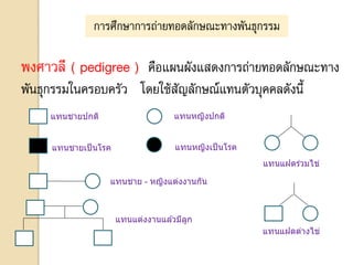 การศึกษาการถ่ายทอดลักษณะทางพันธุกรรม
พงศาวลี ( pedigree ) คือแผนผังแสดงการถ่ายทอดลักษณะทาง
พันธุกรรมในครอบครัว โดยใช้สัญลักษณ์แทนตัวบุคคลดังนี้
แทนชายปกติ
แทนชายเป็นโรค
แทนหญิงปกติ
แทนหญิงเป็นโรค
แทนชาย - หญิงแต่งงานกัน
แทนแต่งงานแล ้วมีลูก
แทนแฝดร่วมไข่
แทนแฝดต่างไข่
 