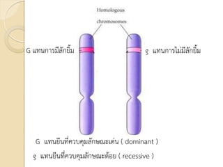 G แทนการมีลักยิ้ม g แทนการไม่มีลักยิ้ม
G แทนยีนที่ควบคุมลักษณะเด่น ( dominant )
g แทนยีนที่ควบคุมลักษณะด้อย ( recessive )
 