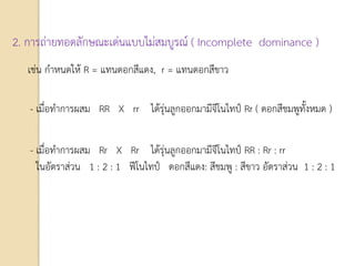 2. การถ่ายทอดลักษณะเด่นแบบไม่สมบูรณ์ ( Incomplete dominance )
เช่น กาหนดให้ R = แทนดอกสีแดง, r = แทนดอกสีขาว
- เมื่อทาการผสม RR X rr ได้รุ่นลูกออกมามีจีโนไทป์ Rr ( ดอกสีชมพูทั้งหมด )
- เมื่อทาการผสม Rr X Rr ได้รุ่นลูกออกมามีจีโนไทป์ RR : Rr : rr
ในอัตราส่วน 1 : 2 : 1 ฟีโนไทป์ ดอกสีแดง: สีชมพู : สีขาว อัตราส่วน 1 : 2 : 1
 