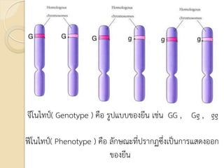 G G G g g
g
จีโนไทป์( Genotype ) คือ รูปแบบของยีน เช่น GG , Gg , gg
ฟีโนไทป์( Phenotype ) คือ ลักษณะที่ปรากฏซึ่งเป็นการแสดงออก
ของยีน
 