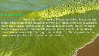 ALGAL BLOOM [Seasonal & Non-seasonal] | PDF