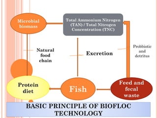 Microbial
biomass
Feed and
fecal
waste
Fish
Protein
diet
Protein
diet
Total Ammonium Nitrogen
(TAN) / Total Nitrogen
Concentration (TNC)
Total Ammonium Nitrogen
(TAN) / Total Nitrogen
Concentration (TNC)
Probbiotic
and
detritus
Excretion
Natural
food
chain
BASIC PRINCIPLE OF BIOFLOC
TECHNOLOGY
BASIC PRINCIPLE OF BIOFLOC
TECHNOLOGY
 
