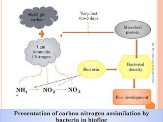 20-25 gm.
carbon
20-25 gm.
carbon
Floc development
Floc development
Bacterial
density
Bacterial
density
1 gm.
Ammonia
/ Nitrogen
1 gm.
Ammonia
/ Nitrogen
Microbial
protein
Microbial
protein
Bacteria
Bacteria
Very fast
0.5-3 days
NH4
+
NO-
2 NO-
3
Presentation of carbon nitrogen assimilation by
bacteria in biofloc
Presentation of carbon nitrogen assimilation by
bacteria in biofloc
Dr.
MD
AKLAKUR
9004862708
 