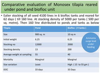 Comparative evaluation of Monosex tilapia reared
under pond and biofloc unit
• Ealier stocking of all seed 4100 lines in 6 biofloc tanks and reared for
62 days ( till 160 line. At stocking density of 5000 per tanks ( 500 per
sq. metre). Then 160 line distributed to ponds and tanks as below
Tilapia Pond Biofloc ( 9 tanks )
Size 900 sq. m 10 sq m
Initial weight 6.25 6.25
Stocking no 12000 2000
Stocking density 13 200
Average weight at sampling 55 40
Mortality Marginal Marginal
Size variation Least High ( 15 to 55 gm )
DOC 33 days 33 Days
Ammonia
surge lead
under
feeding
 