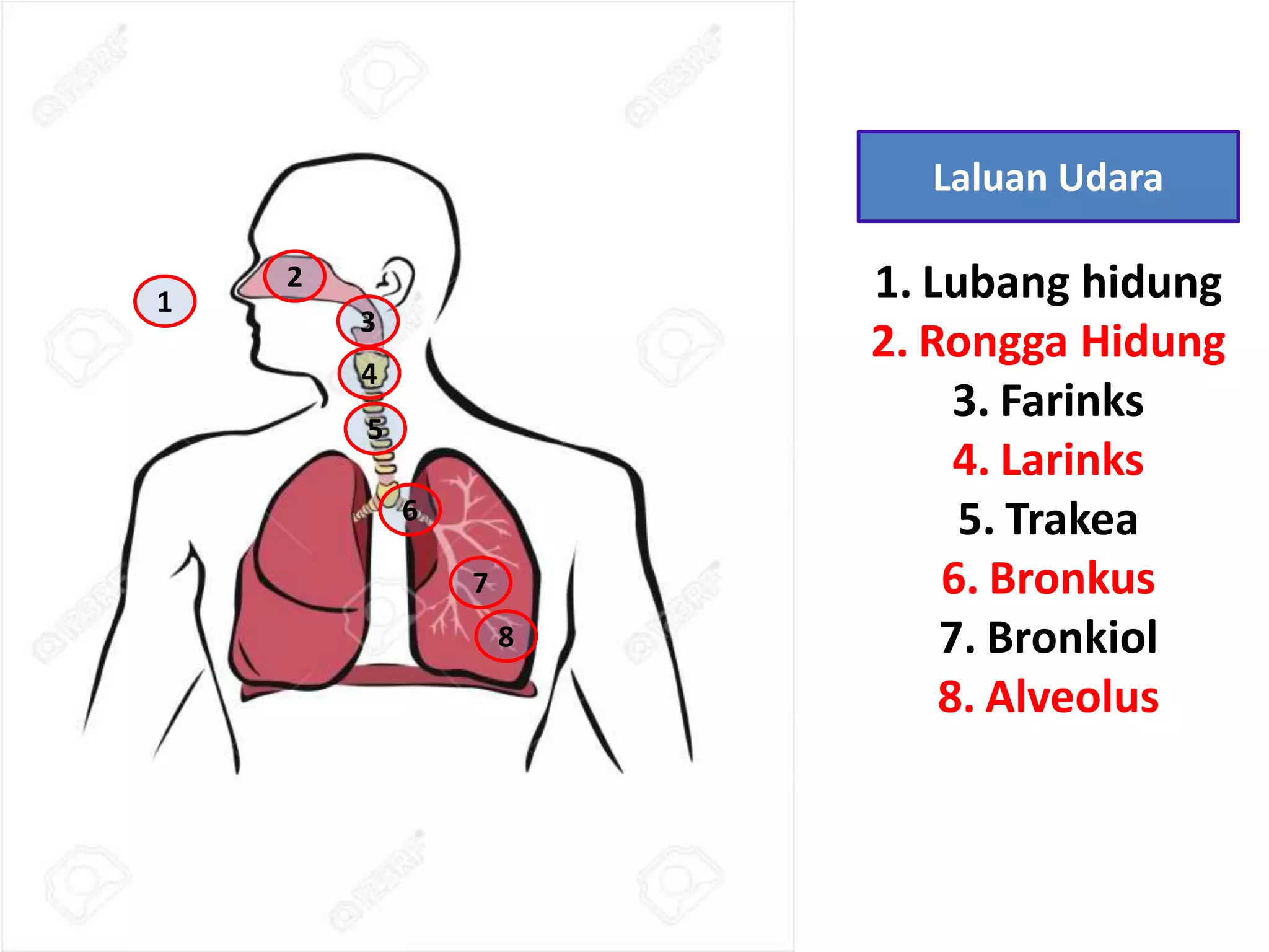 2.1 sistem respirasi manusia.pptx