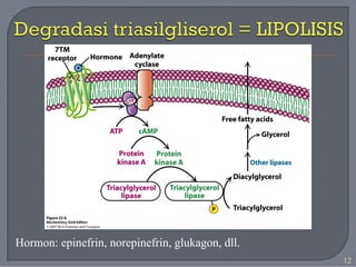 Hormon: epinefrin, norepinefrin, glukagon, dll.
12
 