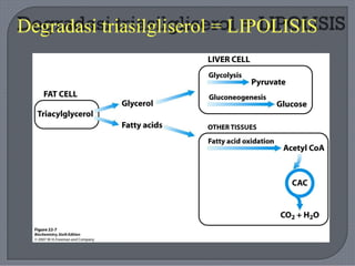 Degradasi triasilgliserol = LIPOLISIS
 