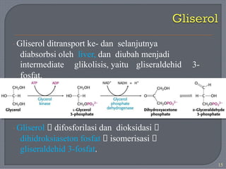 · Gliserol ditransport ke- dan selanjutnya
diabsorbsi oleh liver, dan diubah menjadi
intermediate
fosfat.
glikolisis, yaitu gliseraldehid 3-
· Gliserol 🡪 difosforilasi dan dioksidasi 🡪
dihidroksiaseton fosfat 🡪 isomerisasi 🡪
gliseraldehid 3-fosfat.
15
 