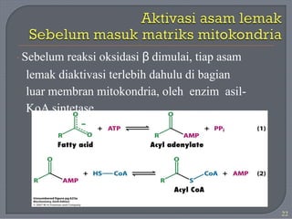 · Sebelum reaksi oksidasi β dimulai, tiap asam
lemak diaktivasi terlebih dahulu di bagian
luar membran mitokondria, oleh enzim asil-
KoA sintetase.
22
 