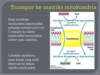 Inner membran
mitokondria impermeabel
terhadap molekul asil-CoA
🡪 transpor ke dalam
mitokondria memerlukan
carrier yaitu carnitine.
·
Carnitine membawa
asam lemak yang telah
diaktivasi ke dalam
matriks mitokondria
·
23
 