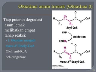 · Tiap putaran degradasi
asam lemak
melibatkan empat
tahap reaksi:
• 1. Oksidasi menjadi
trans-∆2
-Enoly-CoA
Oleh asil-KoA
dehidrogenase
25
 