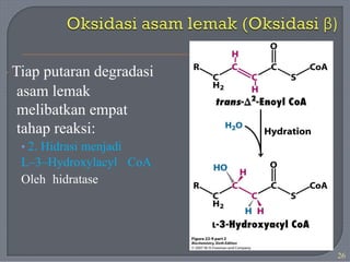 · Tiap putaran degradasi
asam lemak
melibatkan empat
tahap reaksi:
• 2. Hidrasi menjadi
L–3–Hydroxylacyl CoA
Oleh hidratase
26
 