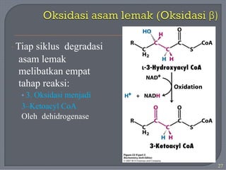 · Tiap siklus degradasi
asam lemak
melibatkan empat
tahap reaksi:
• 3. Oksidasi menjadi
3–Ketoacyl CoA
Oleh dehidrogenase
27
 
