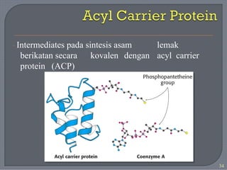 · Intermediates pada sintesis asam lemak
berikatan secara kovalen dengan acyl carrier
protein (ACP)
34
 