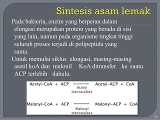 · Pada bakteria, enzim yang berperan dalam
elongasi merupakan protein yang berada di sisi
yang lain, namun pada organisme tingkat tinggi
seluruh proses terjadi di polipeptida yang
sama.
· Untuk memulai siklus elongasi, masing-masing
asetil koA dan malonil KoA ditransfer ke suatu
ACP terlebih dahulu.
35
 
