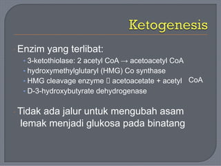 · Enzim yang terlibat:
• 3-ketothiolase: 2 acetyl CoA → acetoacetyl CoA
• hydroxymethylglutaryl (HMG) Co synthase
• HMG cleavage enzyme 🡪 acetoacetate + acetyl
• D-3-hydroxybutyrate dehydrogenase
CoA
· Tidak ada jalur untuk mengubah asam
lemak menjadi glukosa pada binatang
 