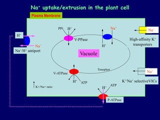 Na+
K+
H+
Na+
Na+
H+
H+
H+
ATP
PPi
H+
ATP
Tonoplast
Vacuole
Plasma Membrane
V-ATPase
P-ATPase
V-PPase
Na+/H+ antiport
K+/Na+ ratio
K+/Na+ selectiveVICs
K+
High-affinity K+
transporters
Na+ uptake/extrusion in the plant cell
Na+
Na+
 