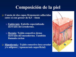 Composición de la piel
❑ Consta de dos capas firmemente adheridas
entre sí con grosor de 0,5 – 4mm
❑ Epidermis: Epitelio especializado
derivado del ectodermo.
❑ Dermis: Tejido conectivo denso
derivado del mesodermo. También
llamado corion
❑ Hipodermis : Tejido conectivo laxo areolar
y/o adiposo ( Aponeurosis superficial)
 
