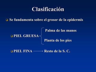 Clasificación
❑ Se fundamenta sobre el grosor de la epidermis
Palma de las manos
❑ PIEL GRUESA
Planta de los pies
❑ PIEL FINA Resto de la S. C.
 