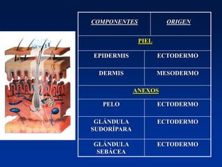 COMPONENTES ORIGEN
PIEL
EPIDERMIS ECTODERMO
DERMIS MESODERMO
ANEXOS
PELO ECTODERMO
GLÁNDULA
SUDORÍPARA
ECTODERMO
GLÁNDULA
SEBÁCEA
ECTODERMO
 