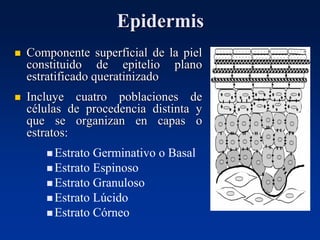 Epidermis
◼ Componente superficial de la piel
constituido de epitelio plano
estratificado queratinizado
◼ Incluye cuatro poblaciones de
células de procedencia distinta y
que se organizan en capas o
estratos:
◼ Estrato Germinativo o Basal
◼ Estrato Espinoso
◼ Estrato Granuloso
◼ Estrato Lúcido
◼ Estrato Córneo
 