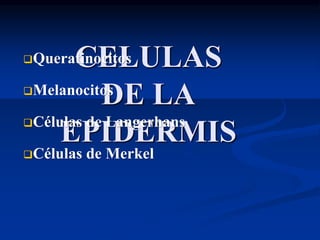 CELULAS
DE LA
EPIDERMIS
❑Queratinocitos
❑Melanocitos
❑Células de Langerhans
❑Células de Merkel
 