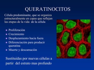 QUERATINOCITOS
Célula predominante, que se organiza
estructuralmente en capas que reflejan
las etapas de la vida de la célula
◼ Proliferación
◼ Crecimiento
◼ Desplazamiento hacia fuera
◼ Diferenciación para producir
queratina
◼ Muerte y descamación
Sustituidas por nuevas células a
partir del estrato mas profundo
 