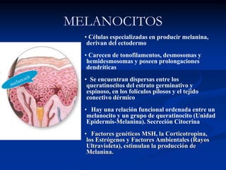 MELANOCITOS
• Células especializadas en producir melanina,
derivan del ectodermo
• Carecen de tonofilamentos, desmosomas y
hemidesmosomas y poseen prolongaciones
dendríticas
• Se encuentran dispersas entre los
queratinocitos del estrato germinativo y
espinoso, en los folículos pilosos y el tejido
conectivo dérmico
• Hay una relación funcional ordenada entre un
melanocito y un grupo de queratinocito (Unidad
Epidermis-Melanina). Secreción Citocrina
• Factores genéticos MSH, la Corticotropina,
los Estrógenos y Factores Ambientales (Rayos
Ultravioleta), estimulan la producción de
Melanina.
 