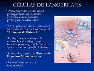 CÉLULAS DE LANGERHANS
• Aparecen como células claras
principalmente en el estrato
espinoso, con abundantes
prolongaciones dendríticas
• El citoplasma contiene inclusiones
en formas de bastoncillos o raquetas
“ Gránulos de Birberck”
•También se encuentran en la
mucosa bucal, esófago, vagina,
folículos pilosos, glándulas sebáceas,
apócrinas, timo y ganglio linfático
•Se consideran parte del Sistema de
Fagocitos Mononucleares
• Células de importancia
inmunológica
 