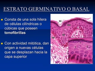 ESTRATO GERMINATIVO O BASAL
◼ Consta de una sola hilera
de células cilíndricas o
cúbicas que poseen
tonofibrillas
◼ Con actividad mitótica, dan
origen a nuevas células
que se desplazan hacia la
capa superior
 