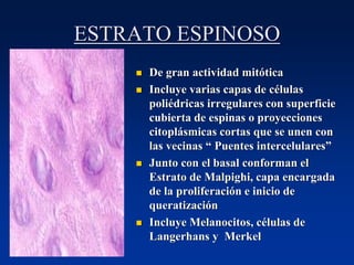 ESTRATO ESPINOSO
◼ De gran actividad mitótica
◼ Incluye varias capas de células
poliédricas irregulares con superficie
cubierta de espinas o proyecciones
citoplásmicas cortas que se unen con
las vecinas “ Puentes intercelulares”
◼ Junto con el basal conforman el
Estrato de Malpighi, capa encargada
de la proliferación e inicio de
queratización
◼ Incluye Melanocitos, células de
Langerhans y Merkel
 