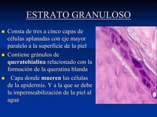 ESTRATO GRANULOSO
◼ Consta de tres a cinco capas de
células aplanadas con eje mayor
paralelo a la superficie de la piel
◼ Contiene gránulos de
queratohialina relacionado con la
formación de la queratina blanda
◼ Capa donde mueren las células
de la epidermis. Y a la que se debe
la impermeabilización de la piel al
agua
 
