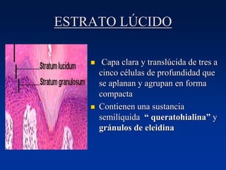 ESTRATO LÚCIDO
◼ Capa clara y translúcida de tres a
cinco células de profundidad que
se aplanan y agrupan en forma
compacta
◼ Contienen una sustancia
semilíquida “ queratohialina” y
gránulos de eleidina
 
