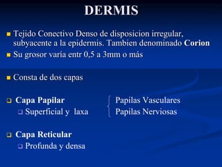 DERMIS
◼ Tejido Conectivo Denso de disposicion irregular,
subyacente a la epidermis. Tambien denominado Corion
◼ Su grosor varía entr 0,5 a 3mm o más
◼ Consta de dos capas
❑ Capa Papilar Papilas Vasculares
❑ Superficial y laxa Papilas Nerviosas
❑ Capa Reticular
❑ Profunda y densa
 