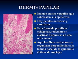 DERMIS PAPILAR
◼ Incluye crestas y papilas que
sobresalen a la epidermis
◼ Hay papilas nerviosas y
vasculares
◼ Esta formada por fibras
colágenas, reticulares y
elásticas dispuestas en una
red extensa
◼ Aquí las fibras reticulares se
organizan perpendicular a la
lámina basal de la epidermis
(Fibras de Anclaje)
 