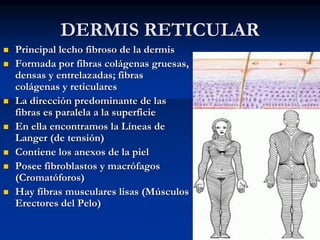 DERMIS RETICULAR
◼ Principal lecho fibroso de la dermis
◼ Formada por fibras colágenas gruesas,
densas y entrelazadas; fibras
colágenas y reticulares
◼ La dirección predominante de las
fibras es paralela a la superficie
◼ En ella encontramos la Líneas de
Langer (de tensión)
◼ Contiene los anexos de la piel
◼ Posee fibroblastos y macrófagos
(Cromatóforos)
◼ Hay fibras musculares lisas (Músculos
Erectores del Pelo)
 