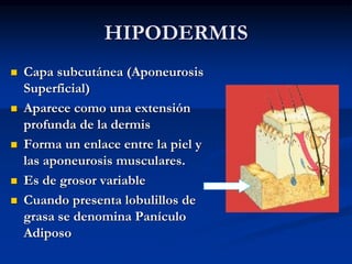 HIPODERMIS
◼ Capa subcutánea (Aponeurosis
Superficial)
◼ Aparece como una extensión
profunda de la dermis
◼ Forma un enlace entre la piel y
las aponeurosis musculares.
◼ Es de grosor variable
◼ Cuando presenta lobulillos de
grasa se denomina Panículo
Adiposo
 