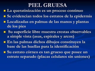 PIEL GRUESA
◼ La queratinización es un proceso continuo
◼ Se evidencian todos los estratos de la epidermis
◼ Localizadas en palmas de las manos y plantas
de los pies
◼ Su superficie libre muestra crestas observables
a simple vista (asas, espirales y arcos)
◼ En las palmas dichos dibujos constituyen la
base de las huellas para la identificación
◼ Su estrato córneo es tan grueso que posee un
estrato separado (placas celulares sin uniones)
 