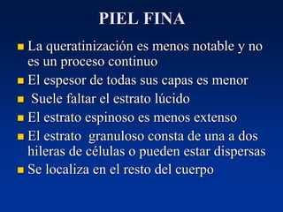 PIEL FINA
◼ La queratinización es menos notable y no
es un proceso continuo
◼ El espesor de todas sus capas es menor
◼ Suele faltar el estrato lúcido
◼ El estrato espinoso es menos extenso
◼ El estrato granuloso consta de una a dos
hileras de células o pueden estar dispersas
◼ Se localiza en el resto del cuerpo
 
